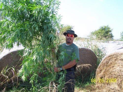 Reserve deputy poses for a photo with some tall plants that were pulled from the ground.