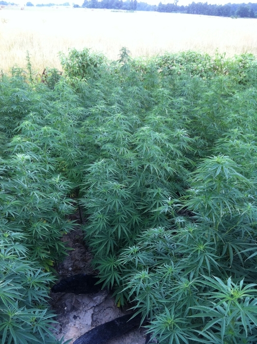 another angle of the marijuana grow