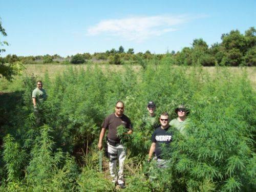 Reserve Division walking through tall plants