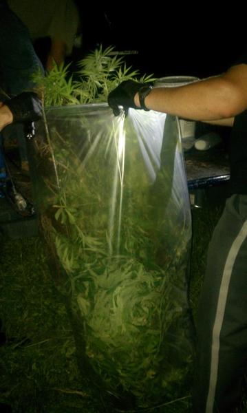 bagged marijuana plant