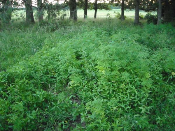 field of marijuana plants