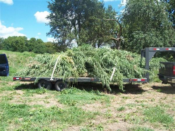 seized marijuana plants