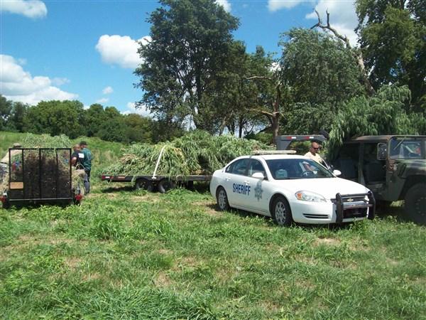 More seized marijuna plants loaded on trailers